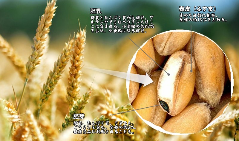小麦の構造の画像