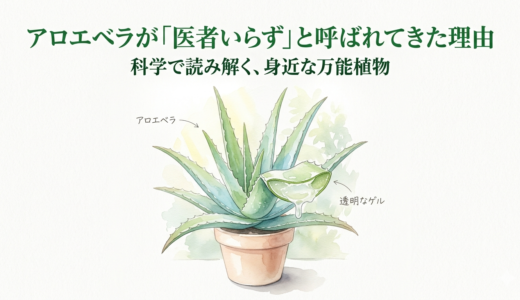 アロエベラが「医者いらず」と呼ばれてきた理由——科学で読み解く、身近な万能植物