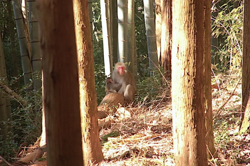 サルの母親と子供