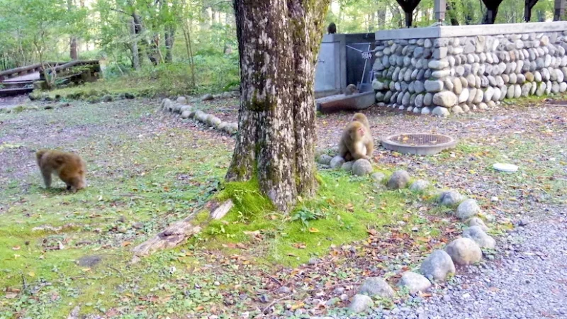 小梨平キャンプ場