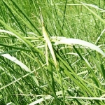 ショウリョウバッタ