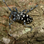 ゴマダラカミキリ