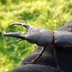 ヒラタクワガタ