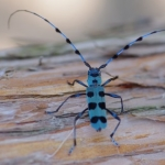 ルリボシカミキリ