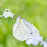 モンシロチョウ