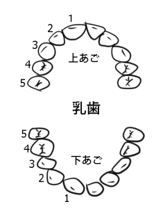 乳歯