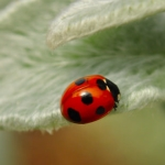 ナナホシテントウ