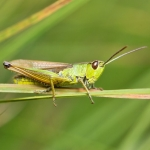 トノサマバッタ