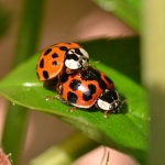 ナナホシテントウ